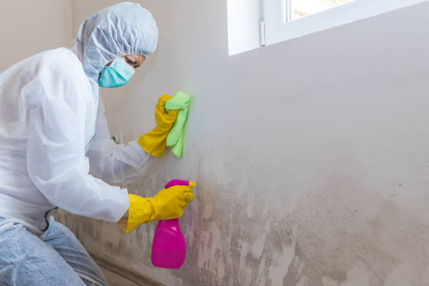 Reliable Pinehurst, MA Mold Removal & Remediation Solutions