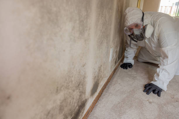 Best Basement Mold Removal  in Pinehurst, MA